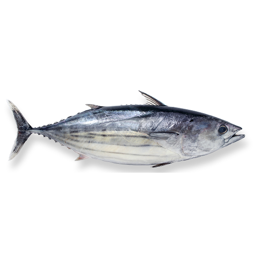 Skipjack