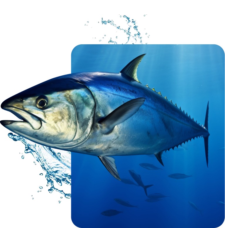 Tuna
